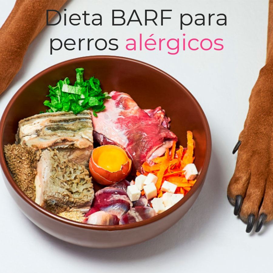 ¿Por qué es recomendable la dieta BARF para perros alérgicos?